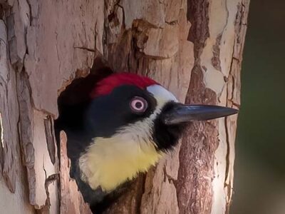 Acorn Woodpecker