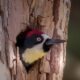 Acorn Woodpecker