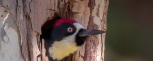 Acorn Woodpecker