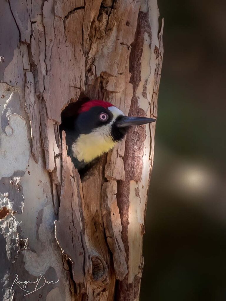Acorn Woodpecker